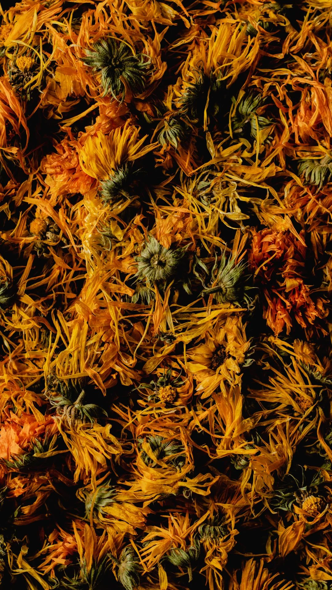 Calendula Whole Flowers, Organic 4 oz BULK BAG - Image 3