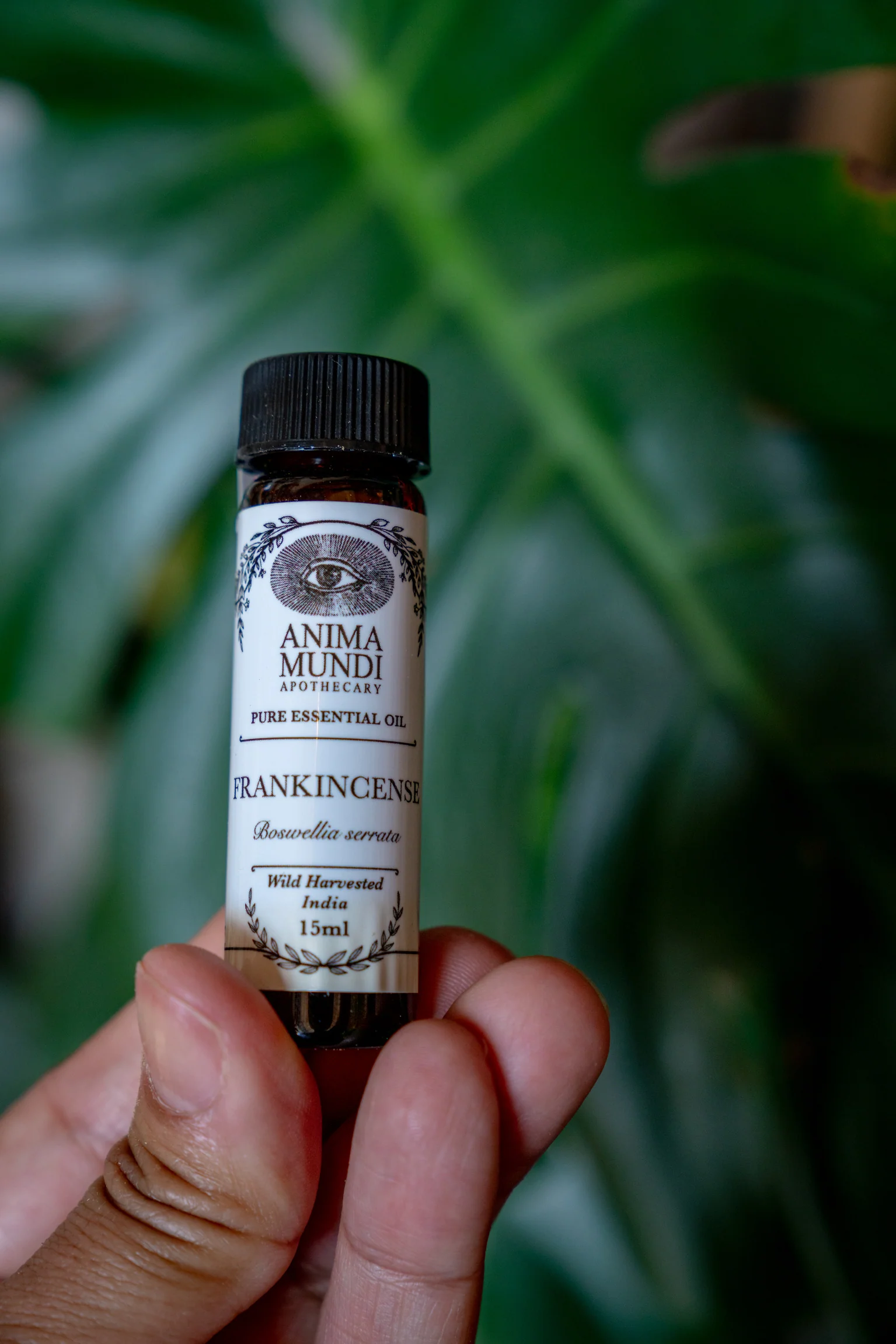 FRANKINCENSE Essential Oil | Wildcrafted - Image 3