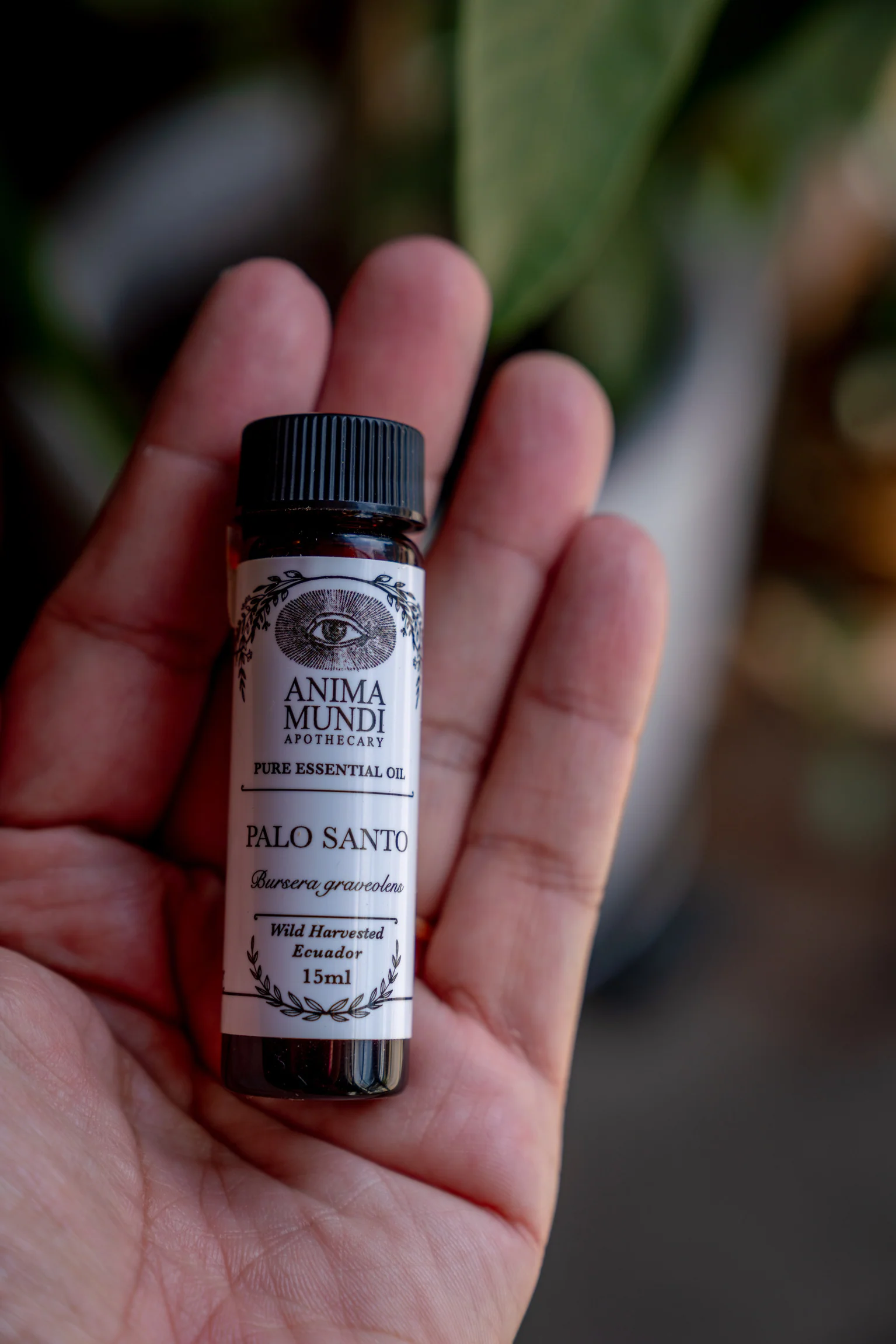 PALO SANTO Essential Oil | Wildharvested - Image 5