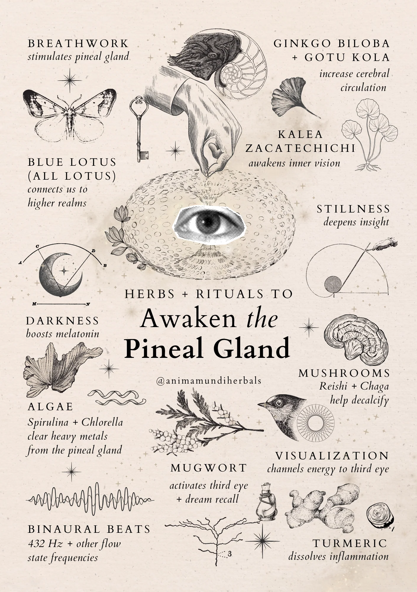 POSTERS By Anima Mundi - Image 12