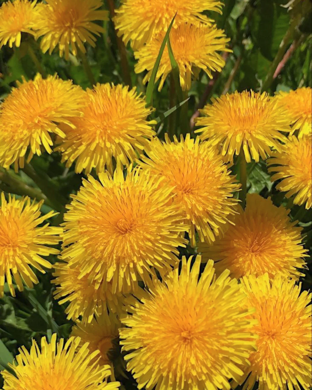 Queer, Bitter & Resilient: A Dandelion Workshop - Image 2