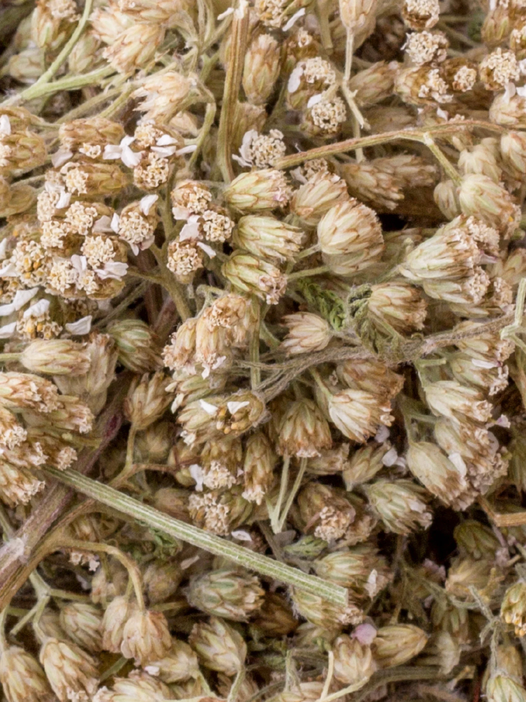 Yarrow Leaf and Flower, Organic 4 oz BULK BAG